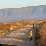 Arusha: 4-Day Safari to Tarangire, Serengeti, and Ngorongoro - What to Expect: Wildlife, Comfort, and Authentic Encounters