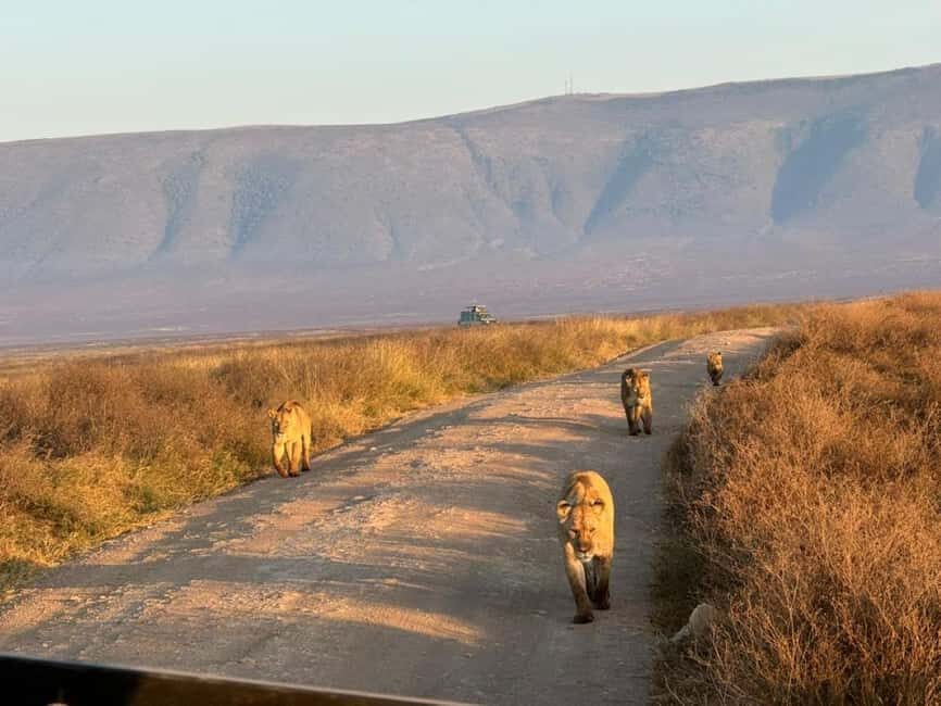 Arusha: 4-Day Safari to Tarangire, Serengeti, and Ngorongoro - What to Expect: Wildlife, Comfort, and Authentic Encounters