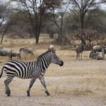 Arusha: 4-Day Safari with Full-Board Accommodations - Whats Included and What You Should Consider