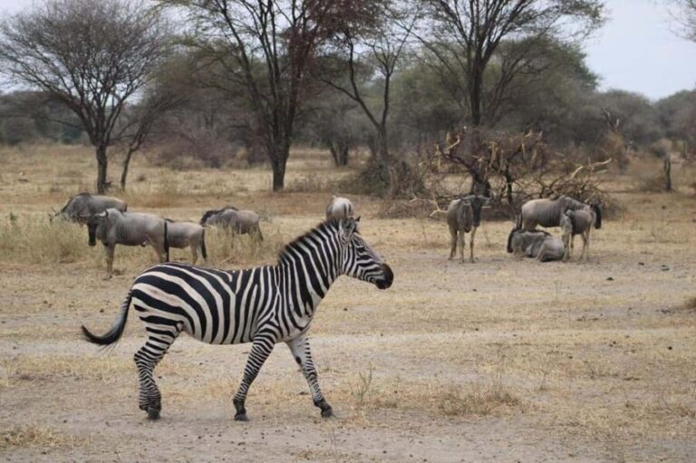 Arusha: 4-Day Safari with Full-Board Accommodations - Whats Included and What You Should Consider