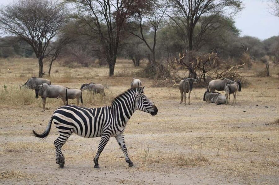 Arusha: 4-Day Safari with Full-Board Accommodations - Whats Included and What You Should Consider