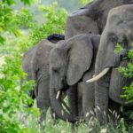 Arusha: 4 Days Safari to Tarangire, Serengeti & Ngorongoro - The Experience: What You Can Expect