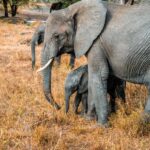 Arusha: 4 Days safari to Tarangire, Serengeti & Ngorongoro - Itinerary Breakdown