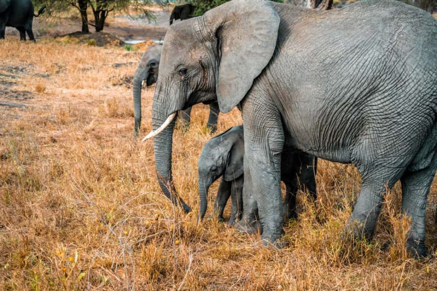 Arusha: 4 Days safari to Tarangire, Serengeti & Ngorongoro - Itinerary Breakdown