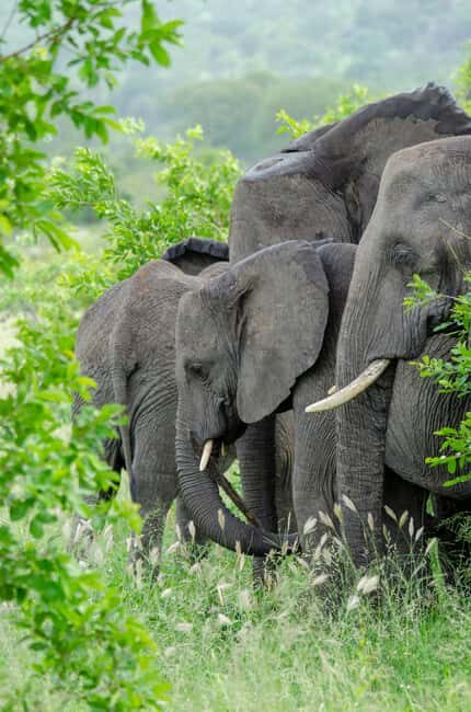 Arusha: 4 Days Safari to Tarangire, Serengeti & Ngorongoro - The Experience: What You Can Expect
