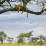 Arusha: 5-Day Budget Tanzania Safari - Breakdown of the Itinerary and What You Can Expect