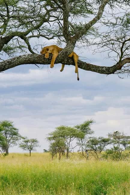 Arusha: 5-Day Budget Tanzania Safari - Breakdown of the Itinerary and What You Can Expect