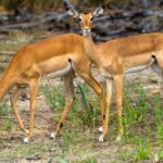 Arusha: 5-Day Joining Safari with Mount Kilimanjaro Day Hike - Transportation, Accommodations, and Group Size