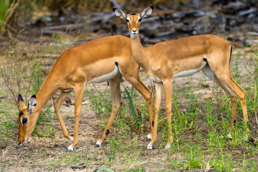 Arusha: 5-Day Joining Safari with Mount Kilimanjaro Day Hike - Transportation, Accommodations, and Group Size