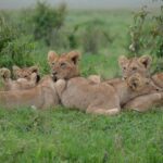 Arusha: 5-Day Private Mid Range Safari with Eyasi And Natron - Exploring the Itinerary in Detail