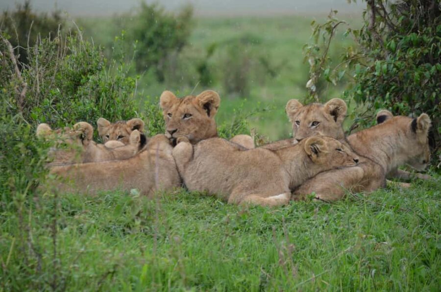 Arusha: 5-Day Private Mid Range Safari with Eyasi And Natron - Exploring the Itinerary in Detail