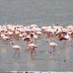 Arusha: 5-Day Safari to Tarangire, Lake Manyara, and - Price and Value Assessment