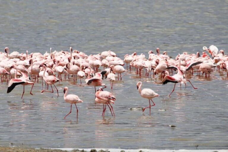 Arusha: 5-Day Safari to Tarangire, Lake Manyara, and - Price and Value Assessment