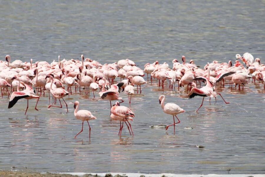 Arusha: 5-Day Safari to Tarangire, Lake Manyara, and - Price and Value Assessment