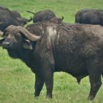 Arusha: 5-Day Safari to Tarangire, Serengeti, and Ngorongoro - Analyzing the Price & What It Means for You