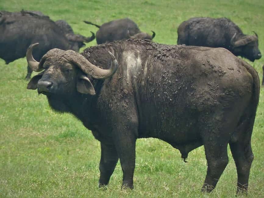 Arusha: 5-Day Safari to Tarangire, Serengeti, and Ngorongoro - Analyzing the Price & What It Means for You