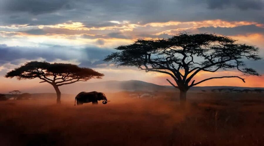Arusha: 5-Day Serengeti National Park Tent Safari - What’s Included and What to Budget For