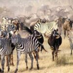 Arusha: 5-Day Wildebeest Migration Safari with Accommodation - What You Can Expect: Practical Insights