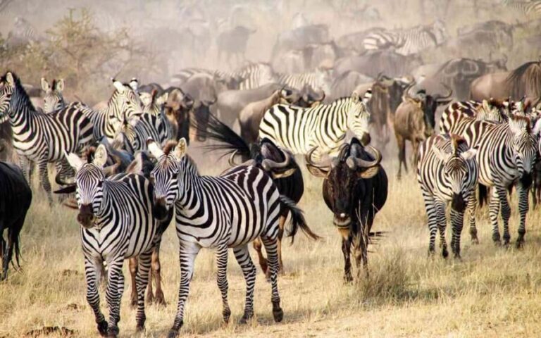 Arusha: 5-Day Wildebeest Migration Safari with Accommodation - What You Can Expect: Practical Insights
