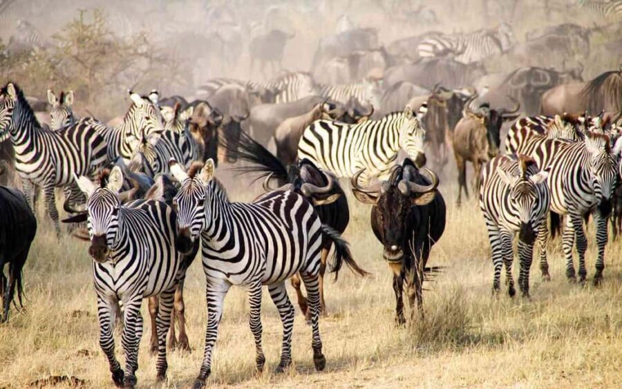 Arusha: 5-Day Wildebeest Migration Safari with Accommodation - What You Can Expect: Practical Insights