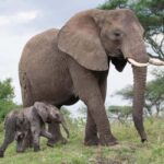 Arusha: 5 Days Safari to Lake Manyara, Serengeti, Ngorongoro - What’s Included and What to Consider