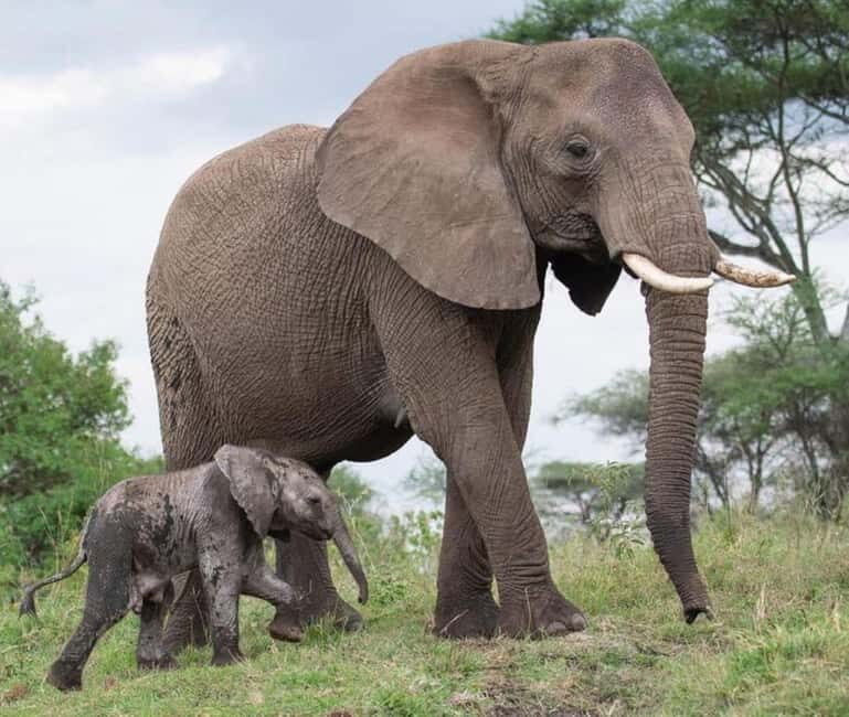 Arusha: 5 Days Safari to Lake Manyara, Serengeti, Ngorongoro - What’s Included and What to Consider