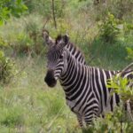 Arusha: 6-Day Best of Northern Circuit Adventure Safari - Why This Safari Offers Great Value