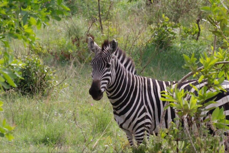 Arusha: 6-Day Best of Northern Circuit Adventure Safari - Why This Safari Offers Great Value