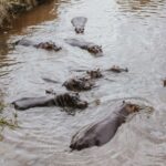 Arusha: 6-Day Great Migration Midrange Safari - Transportation & Group Size