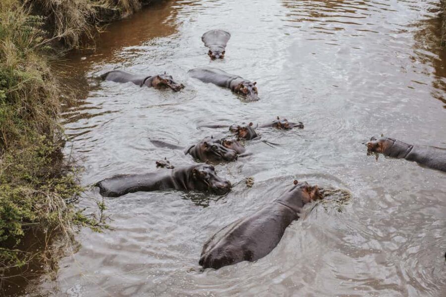 Arusha: 6-Day Great Migration Midrange Safari - Transportation & Group Size
