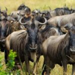 Arusha: 6-Day Great Wildebeest Migration Safari - Detailed Breakdown of the Itinerary