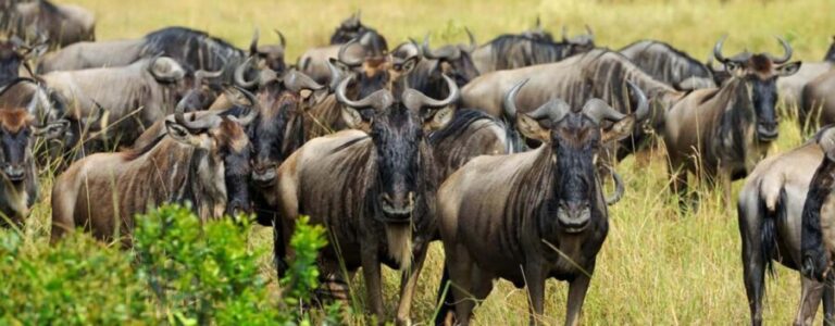 Arusha: 6-Day Great Wildebeest Migration Safari - Detailed Breakdown of the Itinerary