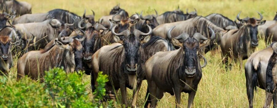 Arusha: 6-Day Great Wildebeest Migration Safari - Detailed Breakdown of the Itinerary