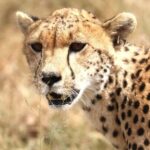 Arusha: 6-Day Northern Tanzania Safari - Itinerary Breakdown: What to Expect Each Day