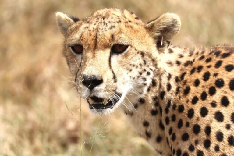 Arusha: 6-Day Northern Tanzania Safari - Itinerary Breakdown: What to Expect Each Day