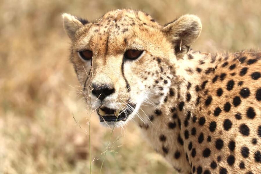 Arusha: 6-Day Northern Tanzania Safari - Itinerary Breakdown: What to Expect Each Day