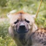 Arusha: 6-Day Serengeti Migration Safari with Flights - The Value and Practicalities