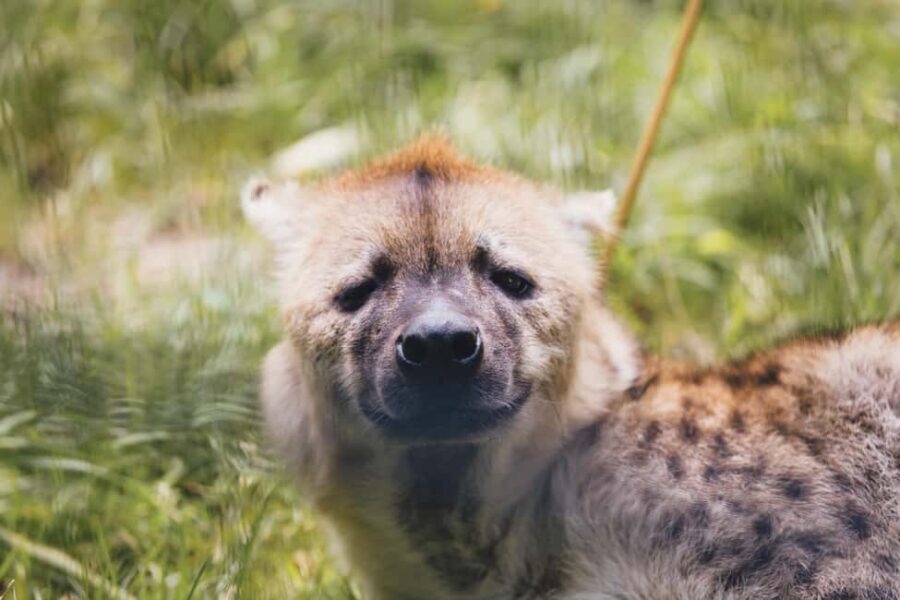 Arusha: 6-Day Serengeti Migration Safari with Flights - The Value and Practicalities