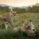 Arusha: 6-Day Serengeti Safari with Maasai Village Visit - The Experience and Value