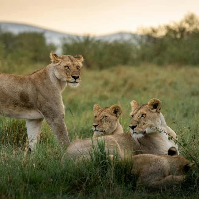 Arusha: 6-Day Serengeti Safari with Maasai Village Visit - The Experience and Value