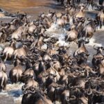Arusha: 6Days Serengeti Wildebeest Migration Camping Safari - Why This Safari Delivers Great Value