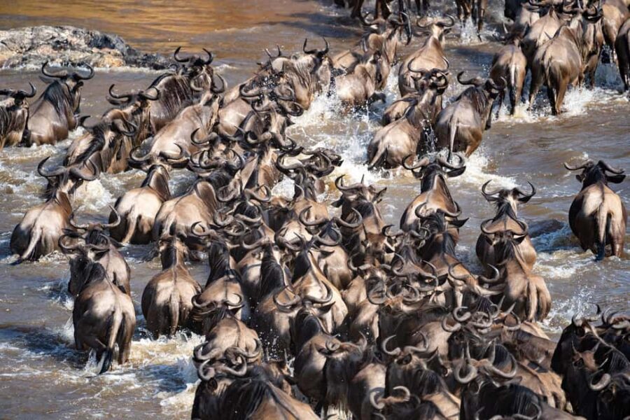 Arusha: 6Days Serengeti Wildebeest Migration Camping Safari - Why This Safari Delivers Great Value