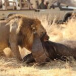 Arusha: 7-Day Safari to Tarangire, Serengeti, and Ngorongoro - Accommodation and Meals