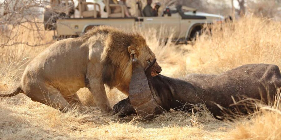 Arusha: 7-Day Safari to Tarangire, Serengeti, and Ngorongoro - Accommodation and Meals