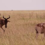 Arusha: 7-Day Safari Tour with Materuni Waterfalls Hike - What’s Included and What to Consider