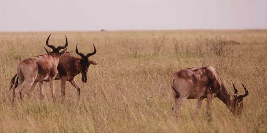 Arusha: 7-Day Safari Tour with Materuni Waterfalls Hike - What’s Included and What to Consider