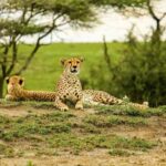 Arusha: 7-Day Serengeti and Ngorongoro Crater Safari - Areas to Consider