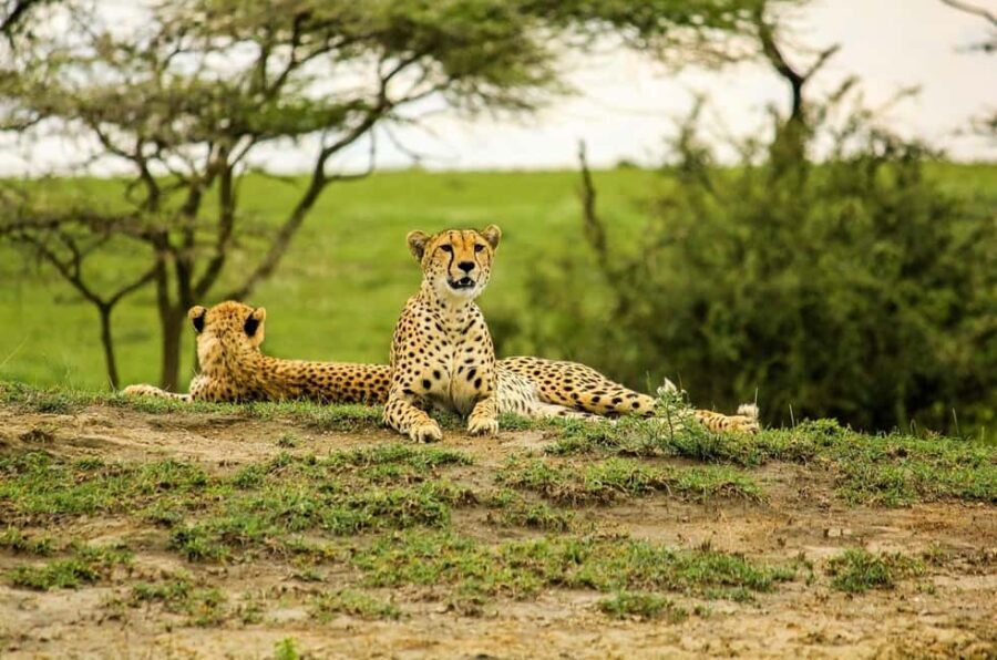 Arusha: 7-Day Serengeti and Ngorongoro Crater Safari - Areas to Consider