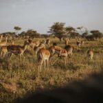 Arusha: 7-Day Tanzania Private Midrange Safari - Detailed Breakdown of the Itinerary