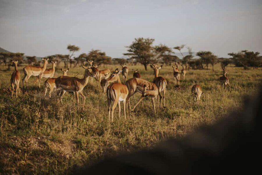 Arusha: 7-Day Tanzania Private Midrange Safari - Detailed Breakdown of the Itinerary